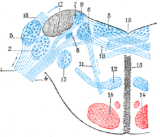 Vestibular System