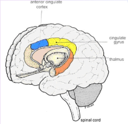 Picture of brain highlighting thymus